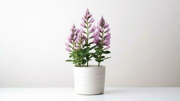 Photo of Lupine flower in pot isolated on white background. Generative AI