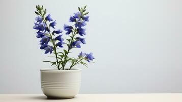 Photo of Larkspur flower in pot isolated on white background. Generative AI