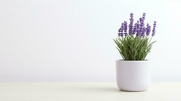 Photo of Lavender flower in pot isolated on white background. Generative AI