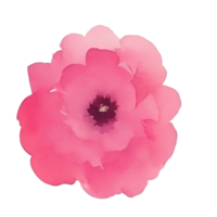acquerello fiore rosa mazzo png