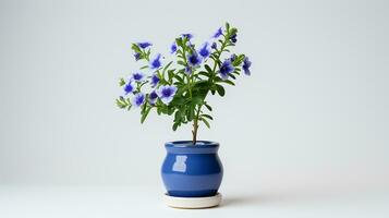 Photo of Jacobs Ladder flower in pot isolated on white background. Generative AI