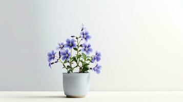 Photo of Jacobs Ladder flower in pot isolated on white background. Generative AI