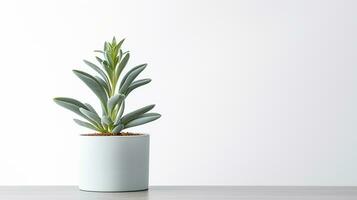 Photo of Lambs Ear flower in pot isolated on white background. Generative AI