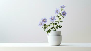 Photo of Jacobs Ladder flower in pot isolated on white background. Generative AI