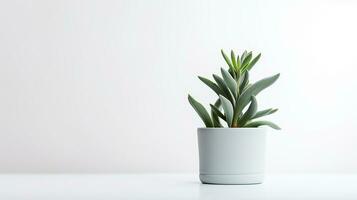 Photo of Lambs Ear flower in pot isolated on white background. Generative AI