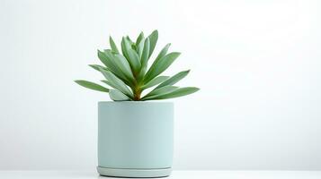 Photo of Lambs Ear flower in pot isolated on white background. Generative AI