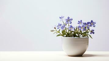 Photo of Jacobs Ladder flower in pot isolated on white background. Generative AI