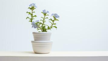 Photo of Jacobs Ladder flower in pot isolated on white background. Generative AI