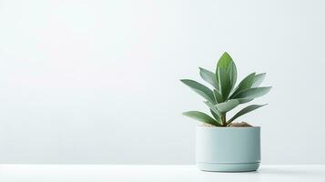 Photo of Lambs Ear flower in pot isolated on white background. Generative AI