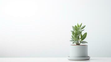 Photo of Lambs Ear flower in pot isolated on white background. Generative AI