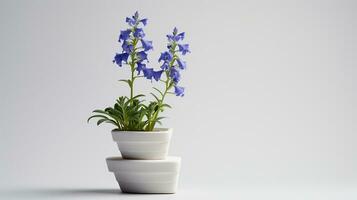 Photo of Jacobs Ladder flower in pot isolated on white background. Generative AI