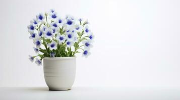 Photo of Jacobs Ladder flower in pot isolated on white background. Generative AI