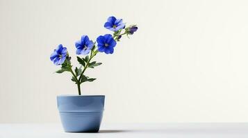 Photo of Jacobs Ladder flower in pot isolated on white background. Generative AI