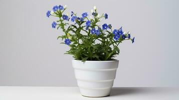 Photo of Jacobs Ladder flower in pot isolated on white background. Generative AI