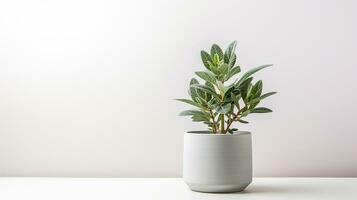 Photo of Lambs Ear flower in pot isolated on white background. Generative AI