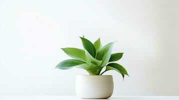 foto de hosta flor en maceta aislado en blanco antecedentes. generativo ai