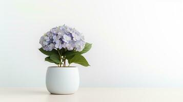 Photo of Hydrangea flower in pot isolated on white background. Generative AI