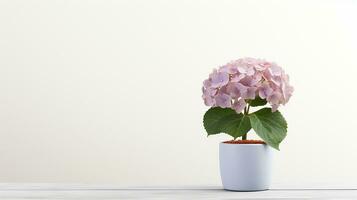 Photo of Hydrangea flower in pot isolated on white background. Generative AI