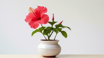 Photo of Hibiscus flower in pot isolated on white background. Generative AI