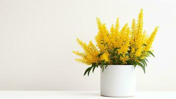 Photo of Goldenrod flower in pot isolated on white background. Generative AI