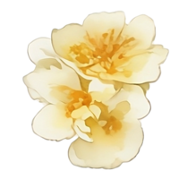 aquarelle fleur jaune png