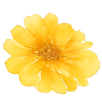 gelbes Blumenaquarell png