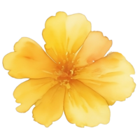 aquarela de flores amarelas png