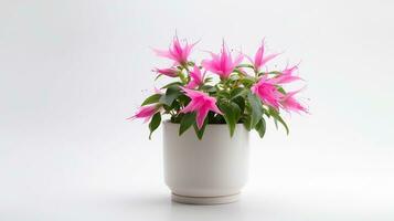 Photo of Fuchsia flower in pot isolated on white background. Generative AI