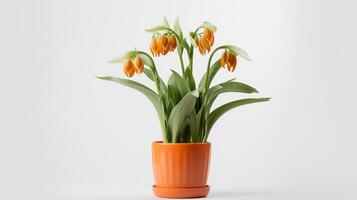 Photo of Fritillaria flower in pot isolated on white background. Generative AI