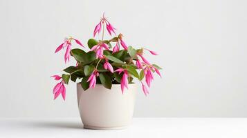 Photo of Fuchsia flower in pot isolated on white background. Generative AI