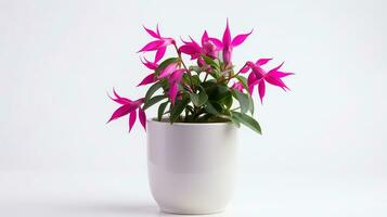 Photo of Fuchsia flower in pot isolated on white background. Generative AI
