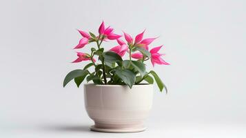 Photo of Fuchsia flower in pot isolated on white background. Generative AI