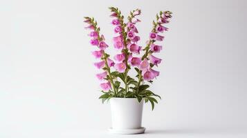 Photo of Foxglove flower in pot isolated on white background. Generative AI