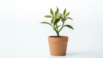 Photo of Fleur-de-lis flower in pot isolated on white background. Generative AI