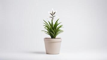 Photo of Fleur-de-lis flower in pot isolated on white background. Generative AI