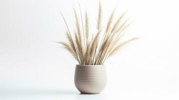 Photo of Feather Reed Grass flower in pot isolated on white background. Generative AI