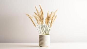 Photo of Feather Reed Grass flower in pot isolated on white background. Generative AI