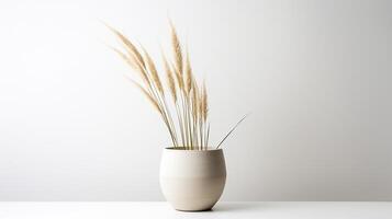 Photo of Feather Reed Grass flower in pot isolated on white background. Generative AI