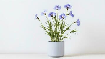 Photo of Flax flower in pot isolated on white background. Generative AI