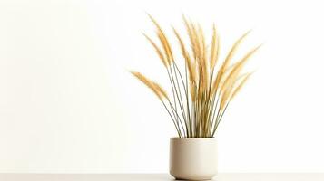 Photo of Feather Reed Grass flower in pot isolated on white background. Generative AI