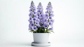 Photo of Delphinium flower in pot isolated on white background. Generative AI