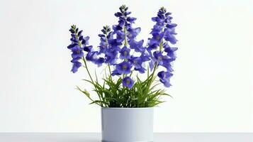 Photo of Delphinium flower in pot isolated on white background. Generative AI