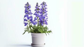 Photo of Delphinium flower in pot isolated on white background. Generative AI