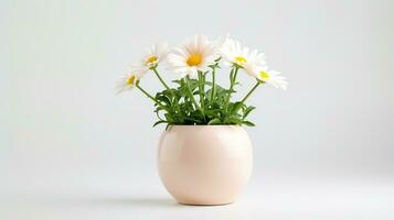 Photo of Daisy flower in pot isolated on white background. Generative AI