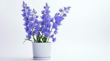 Photo of Delphinium flower in pot isolated on white background. Generative AI