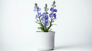 Photo of Delphinium flower in pot isolated on white background. Generative AI