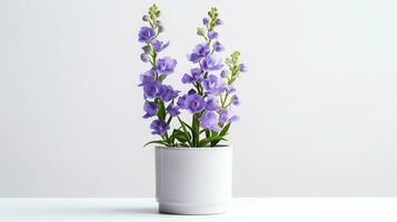 Photo of Delphinium flower in pot isolated on white background. Generative AI
