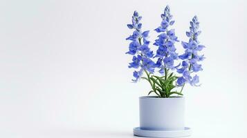 Photo of Delphinium flower in pot isolated on white background. Generative AI