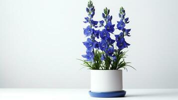 Photo of Delphinium flower in pot isolated on white background. Generative AI