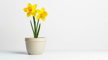 Photo of Daffodil flower in pot isolated on white background. Generative AI